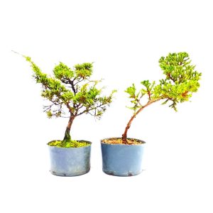 Kit pré bonsai Junípero Procumbens e Shimpaku