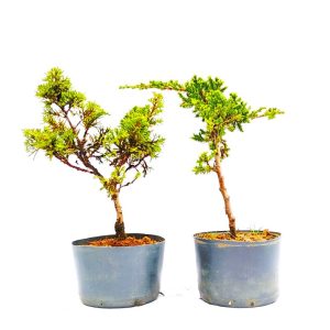 Kit pré bonsai Junípero Procumbens e Shimpaku