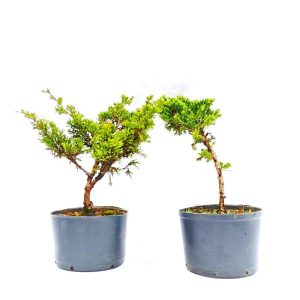 Kit pré bonsai Junípero Procumbens e Shimpaku