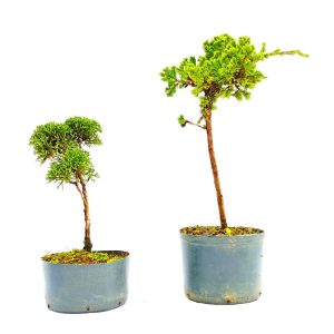 Kit pré bonsai Junípero Procumbens e Shimpaku