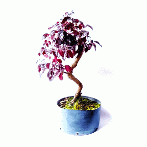 Pré Bonsai de Loropetalum rubrum