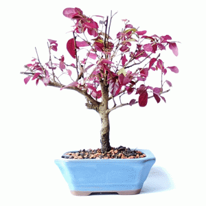 Bonsai de Loropetalum Rubrum