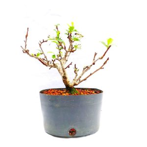 Pré Bonsai de Maça Anã