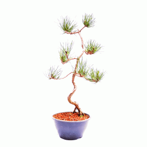 Pré Bonsai de Pinheiro Negro
