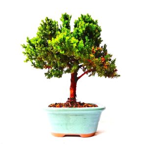 Bonsai de Junípero Procumbens