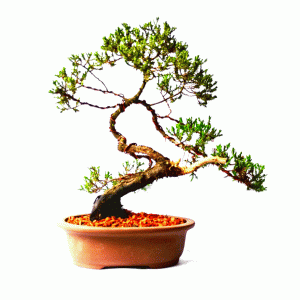 Bonsai de Junípero Procumbens