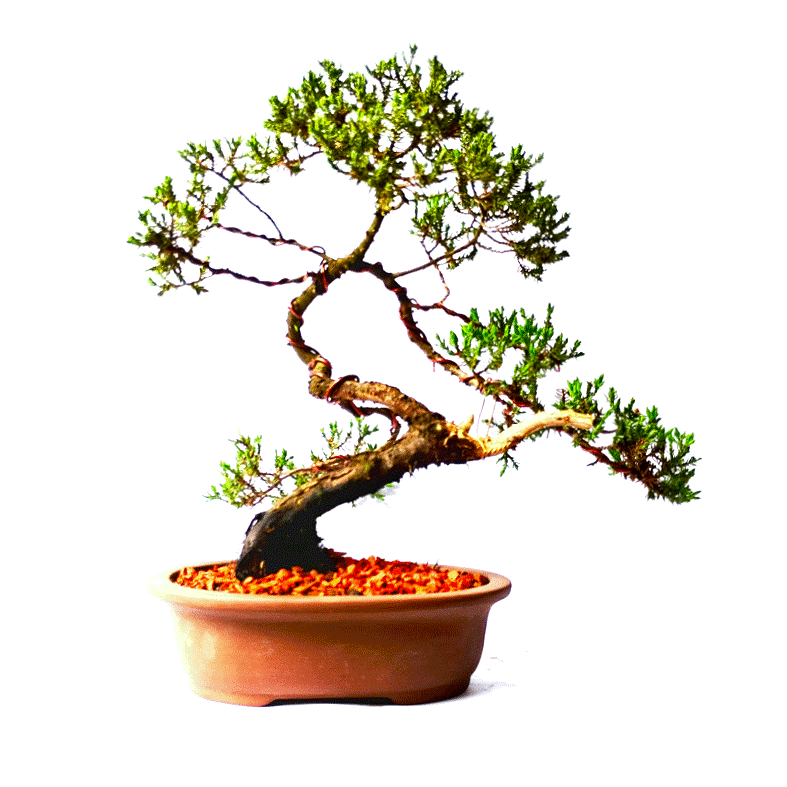 Bonsai de Junípero Procumbens