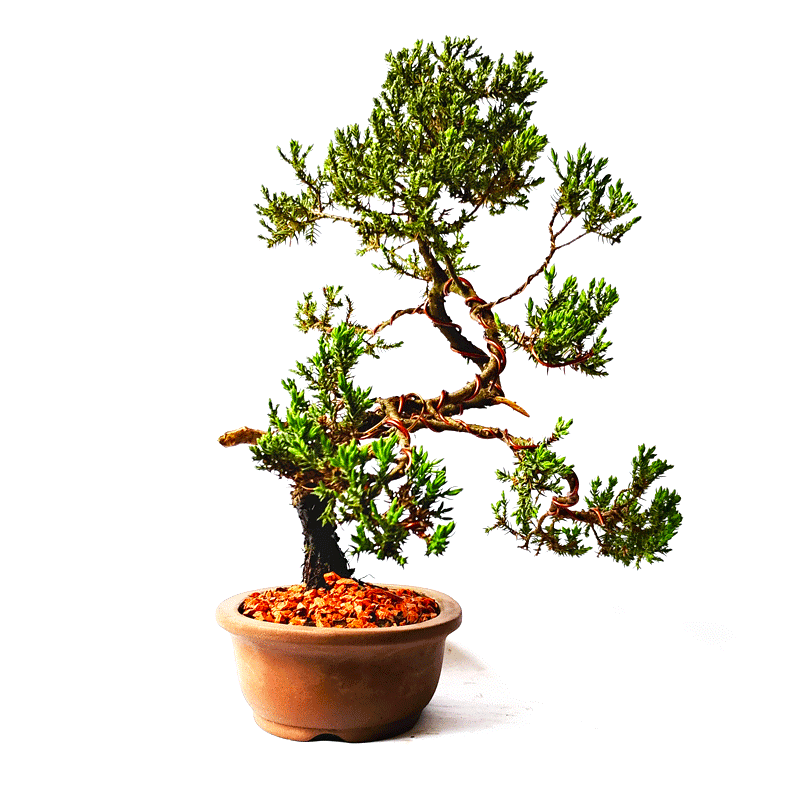 Bonsai de Junípero Procumbens 6 - Imagem 2