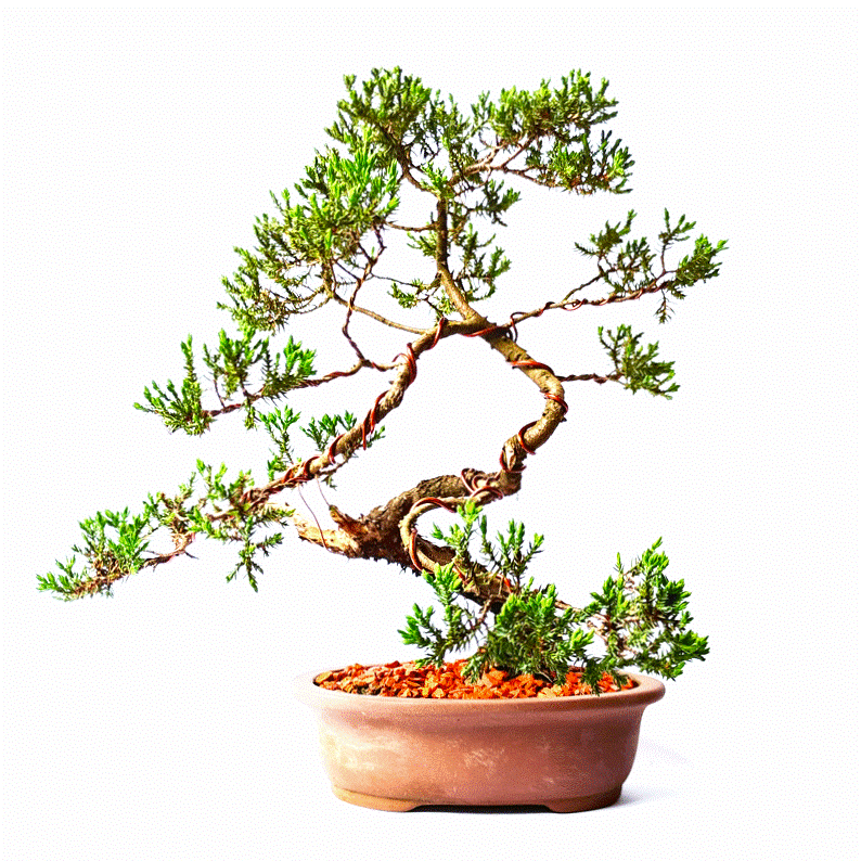 Bonsai de Junípero Procumbens 6 - Imagem 3