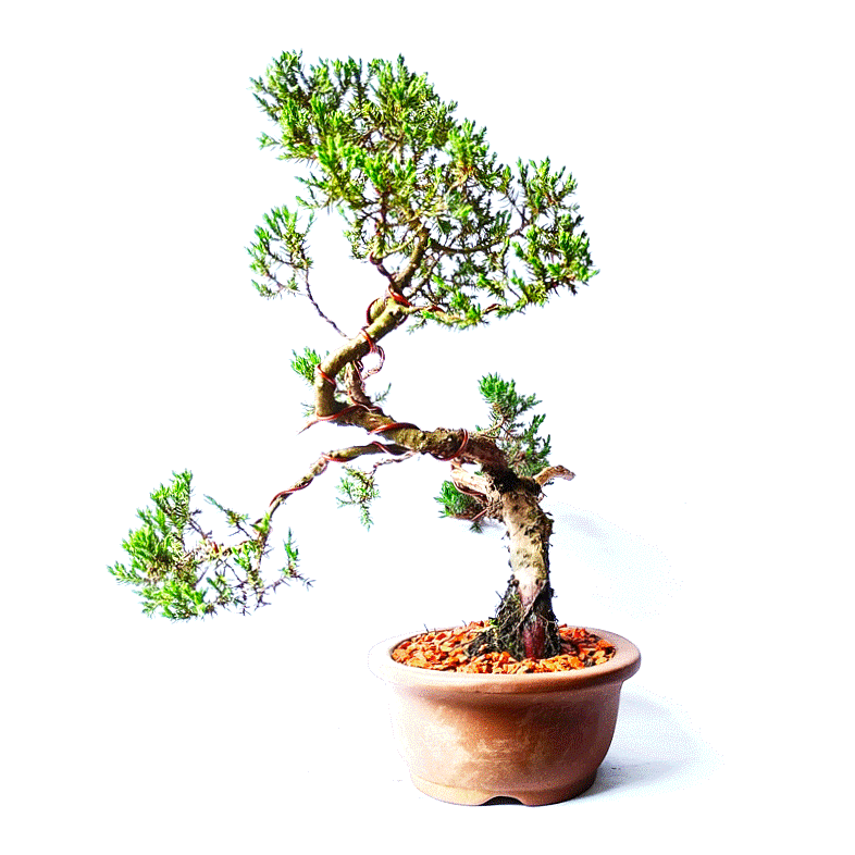 Bonsai de Junípero Procumbens 6 - Imagem 4