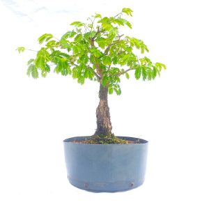 Pré Bonsai de Pithecolobium (var. Dumosum)