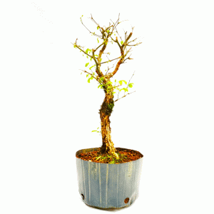 Pré Bonsai de Pithecolobium (var. Dumosum)