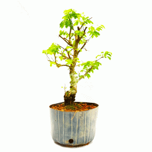Pré Bonsai de Pithecolobium (var. Dumosum)