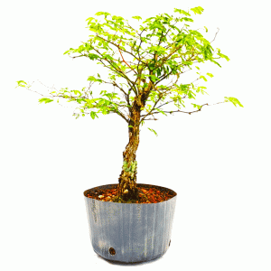 Pré bonsai de Pithecolobium var dumossun