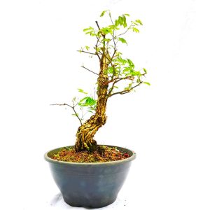 Pré Bonsai de Pithecolobium (var. Dumosum)