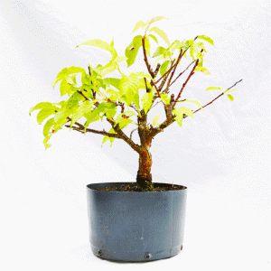 Pré Bonsai de Sakurá Yukiwari Flor Rosa