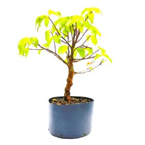 Pré Bonsai de Sakurá Yukiwari Flor Rosa