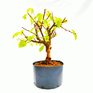 Pré Bonsai de Sakurá Yukiwari Flor Rosa