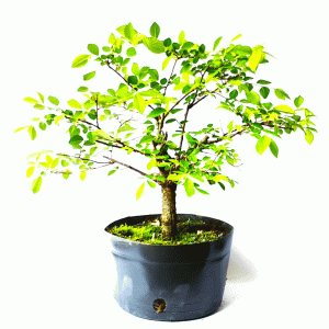 Pré Bonsai de Ulmus Parvifolia