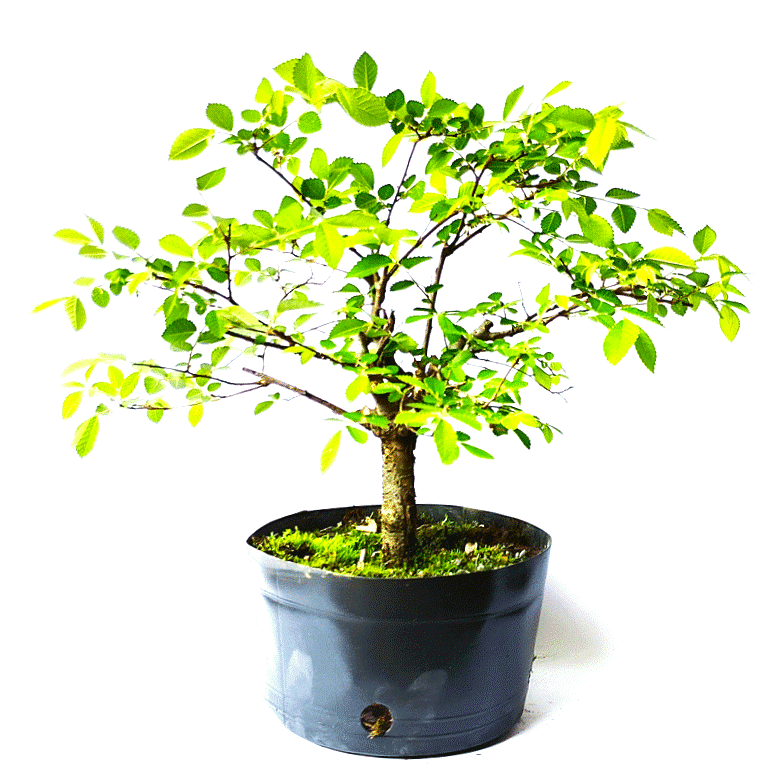 Pré Bonsai de Ulmus Parvifolia