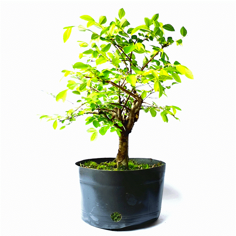 Pré Bonsai de Ulmus Parvifolia 4 anos - Imagem 2