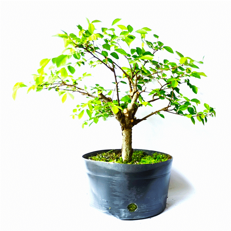 Pré Bonsai de Ulmus Parvifolia 4 anos - Imagem 3