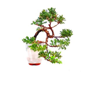 Bonsai de Junípero Procumbens
