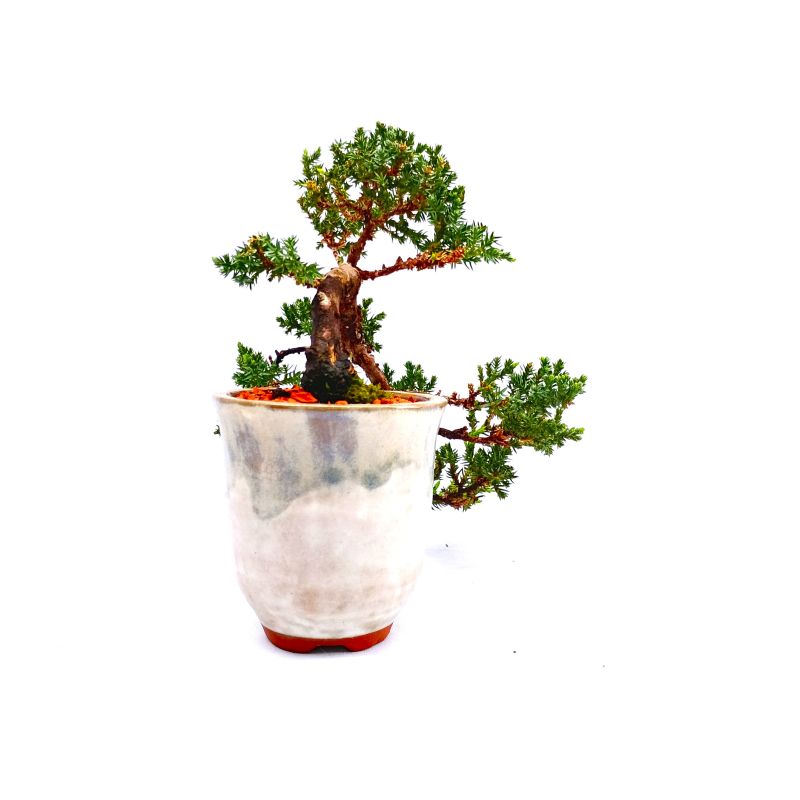 Bonsai de Junípero Procumbens 5 anos - Imagem 2
