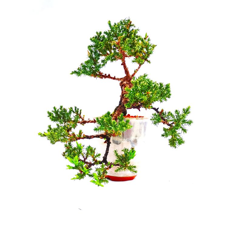 Bonsai de Junípero Procumbens 5 anos - Imagem 3